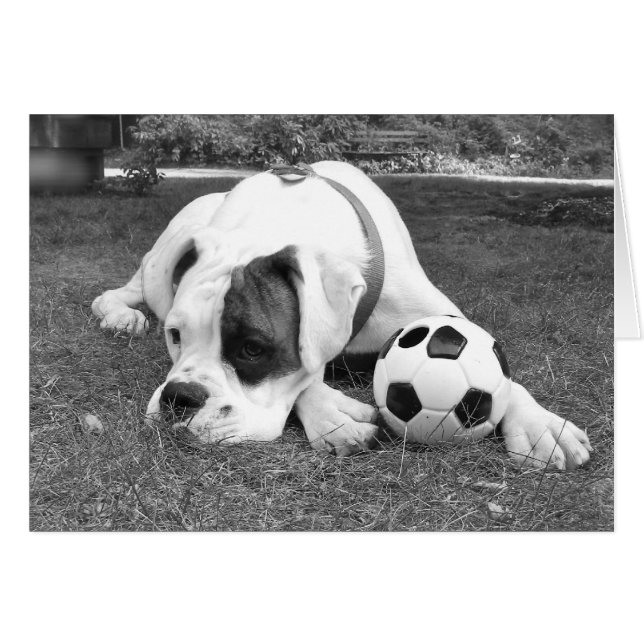 White Boxer Soccer (Vorderseite (Horizontal))