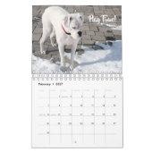 White Boxer Wall Calendar Kalender (Feb 2027)
