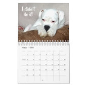 White Boxer Wall Calendar Kalender (Mär 2026)