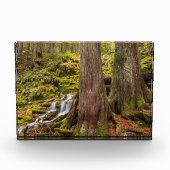 White Branch Falls, Oregon Cascades, Oregon Fotoblock (Vorderseite)