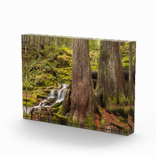 White Branch Falls, Oregon Cascades, Oregon Fotoblock