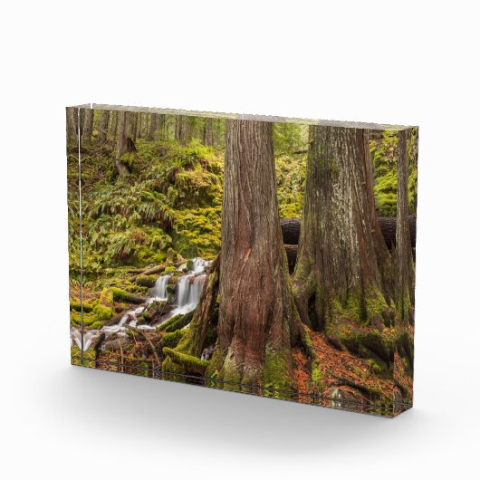 White Branch Falls, Oregon Cascades, Oregon Fotoblock (Rechts)