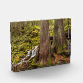 White Branch Falls, Oregon Cascades, Oregon Fotoblock (Links)