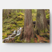 White Branch Falls, Oregon Cascades, Oregon Fotoplatte (Vorderseite)