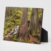 White Branch Falls, Oregon Cascades, Oregon Fotoplatte (Seite)