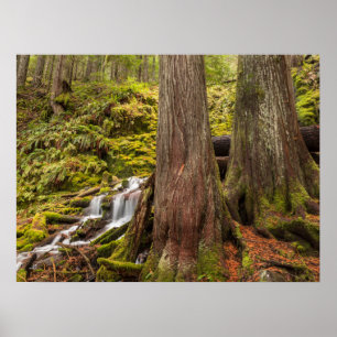 White Branch Falls, Oregon Cascades, Oregon Poster