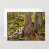 White Branch Falls, Oregon Cascades, Oregon Postkarte (Vorne/Hinten)