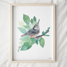 White Breastch Nuthatch Bird Art Print