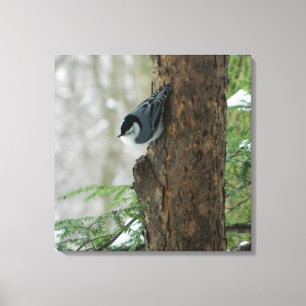 White Breasted Nuthatch (Forest) Canvas Print Leinwanddruck