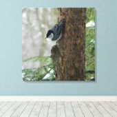 White Breasted Nuthatch (Forest) Canvas Print Leinwanddruck (Insitu (Holzboden))