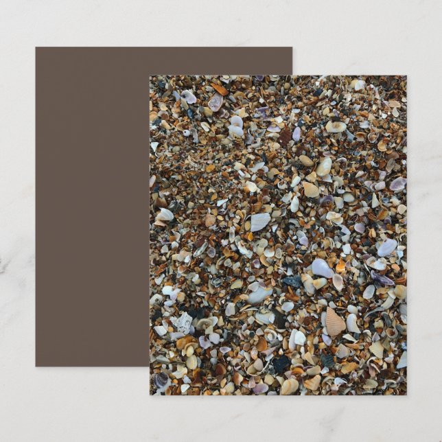 White Brown Coquina Sea Muschel Beach Scrapbook (Vorne/Hinten)