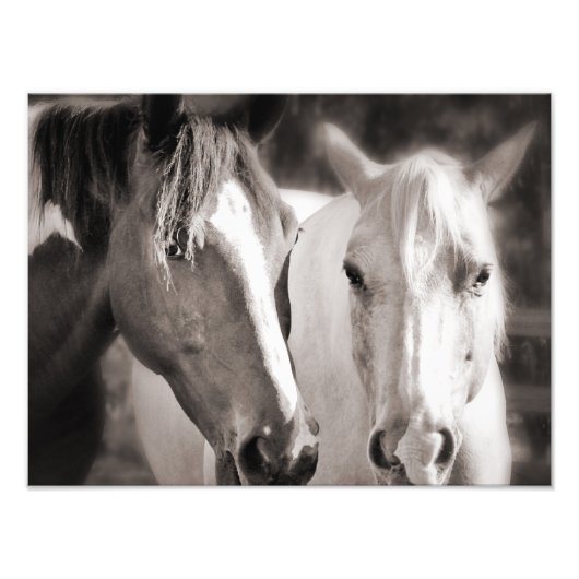 White Brown Horses Sepia Horse Fotodruck (Vorne)