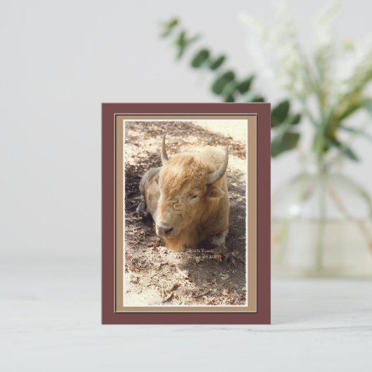 White Buffalo Postkarte (Stehend Vorderseite)