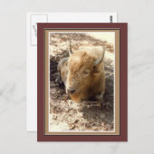 White Buffalo Postkarte (Vorne/Hinten)