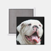 White Bulldog Magnet (Vorderseite/Rückseite)