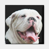 White Bulldog Magnet (Vorne)