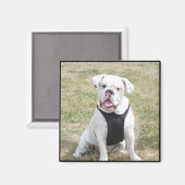 White Bulldog Magnet (Vorderseite/Rückseite)