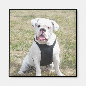 White Bulldog Magnet (Vorne)