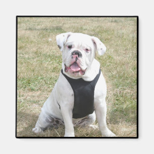 White Bulldog Magnet