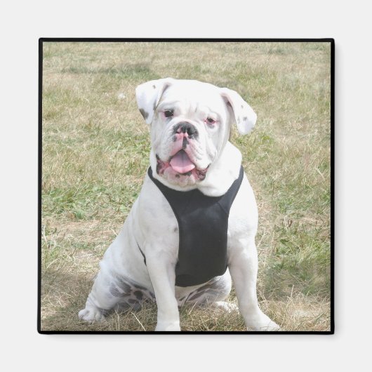 White Bulldog Magnet (Vorne)
