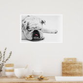 White Bulldog Sleeping Poster (Küche)