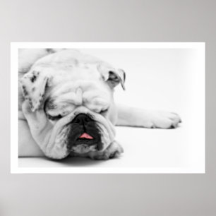 White Bulldog Sleeping Poster