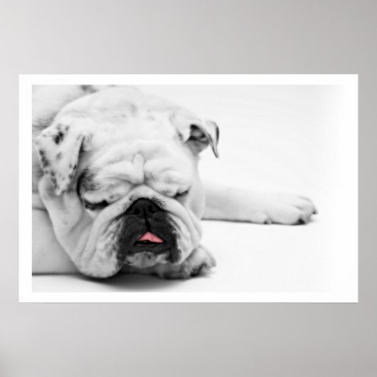 White Bulldog Sleeping Poster (Vorne)