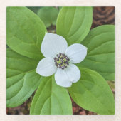 White Bunchberry Dogwood Bloom Floral Glasuntersetzer (Vorderseite)