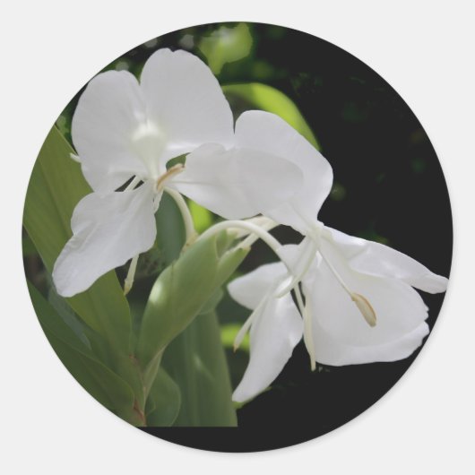 White Butterfly Ginger Runder Aufkleber (Vorderseite)