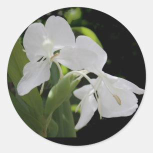 White Butterfly Ginger Runder Aufkleber