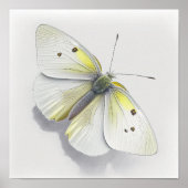 White Cabbage Butterfly Art Print Poster (Vorne)