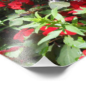 White Cabbage Butterfly Fotodruck (Ecke)