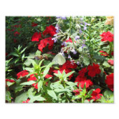 White Cabbage Butterfly Fotodruck (Vorne)