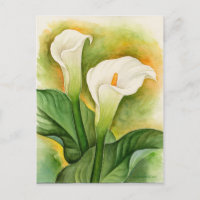 White Cala Lily Floral Wasserfarbe