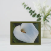 White Cala Lily Postkarte (Stehend Vorderseite)