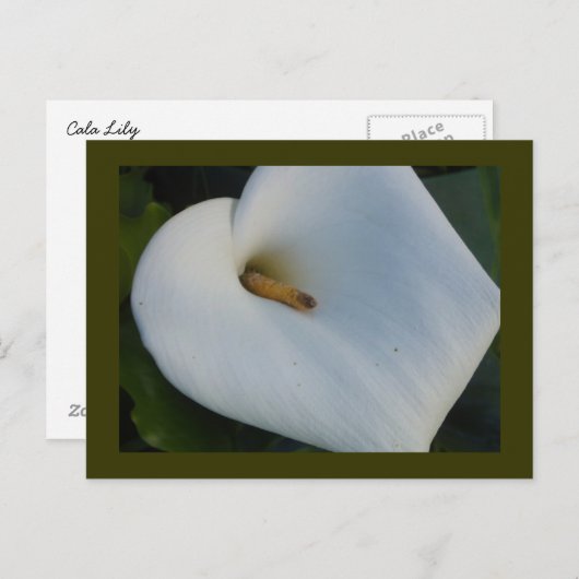 White Cala Lily Postkarte (Vorne/Hinten)