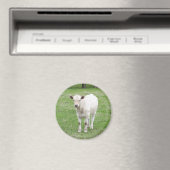 White Calf Round Magnet (In Situ (Geschirrspüler))