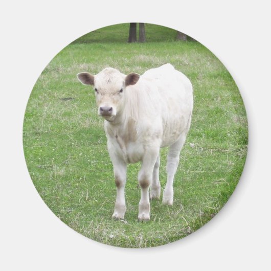 White Calf Round Magnet (Vorne)