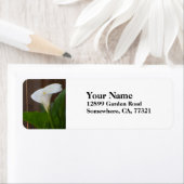 White Cali Lily (Insitu)