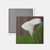 White Cali Lily Magnet (Vorderseite/Rückseite)