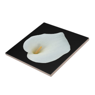 White Calla Blume Gartengarten Foto Fliese