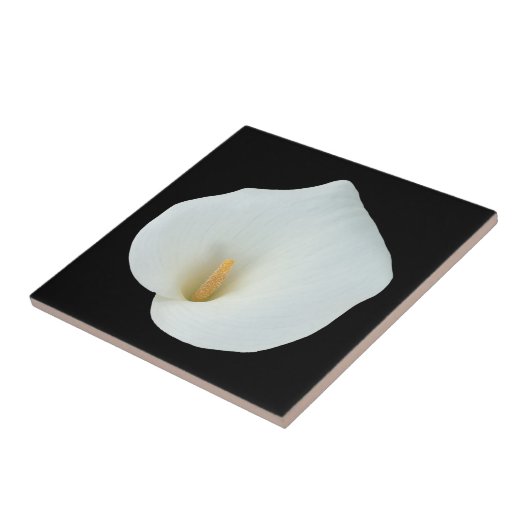 White Calla Blume Gartengarten Foto Fliese (Seite)