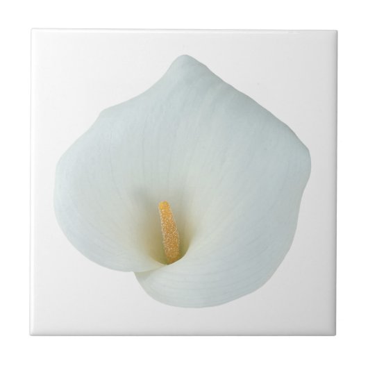 White Calla Blume Gartengarten Foto Fliese (Vorderseite)