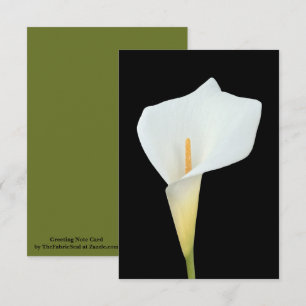 White Calla Blume Gartengarten Foto Karte
