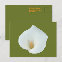 White Calla Blume Gartengarten Foto