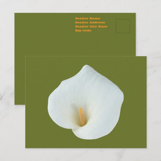 White Calla Blume Gartengarten Foto Postkarte (Vorne/Hinten)