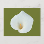 White Calla Blume Gartengarten Foto Postkarte (Vorderseite)
