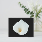 White Calla Blume Gartengarten Foto Postkarte (Stehend Vorderseite)
