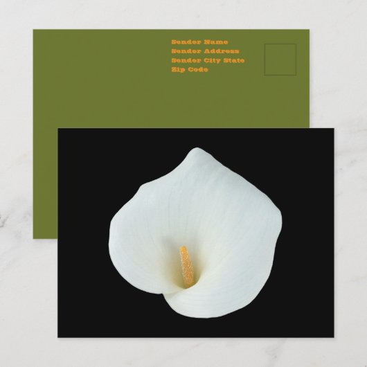 White Calla Blume Gartengarten Foto Postkarte (Vorne/Hinten)
