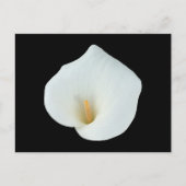 White Calla Blume Gartengarten Foto Postkarte (Vorderseite)